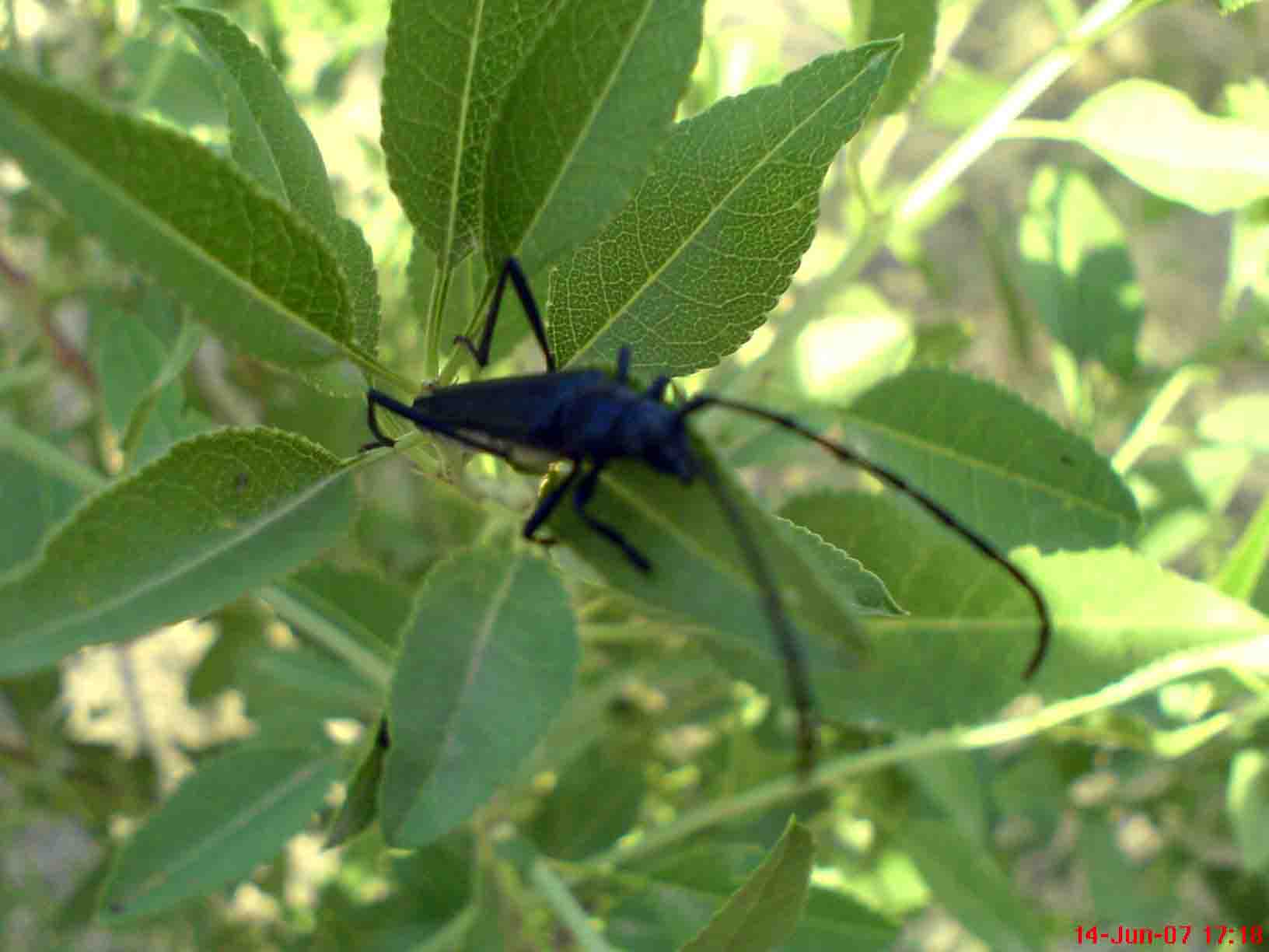 پروانه کرم سرشاخه خوار